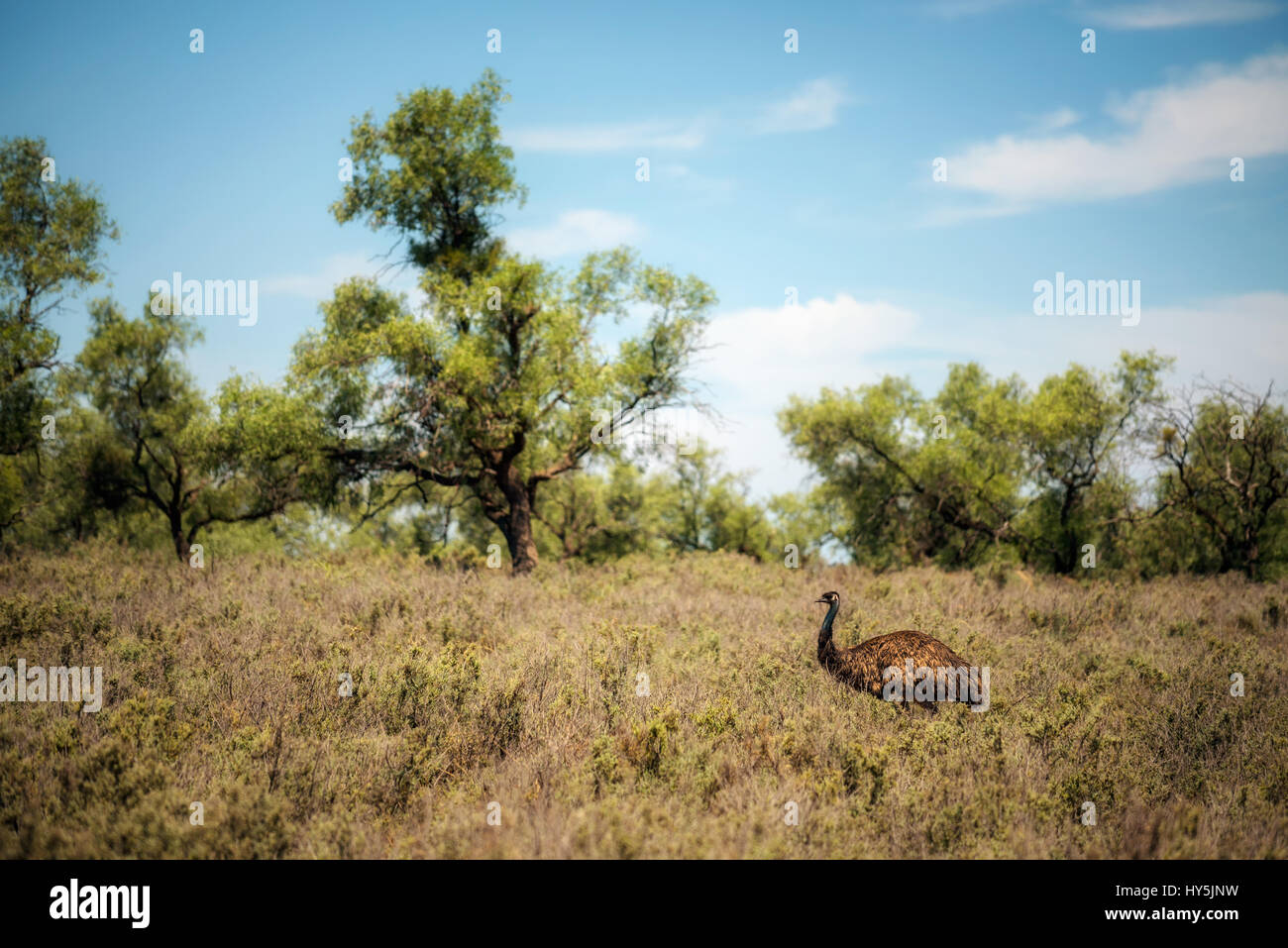 Australian emu (Dromaius novaehollandiae) walking in Mungo National Park, New South Wales, Australia Stock Photo