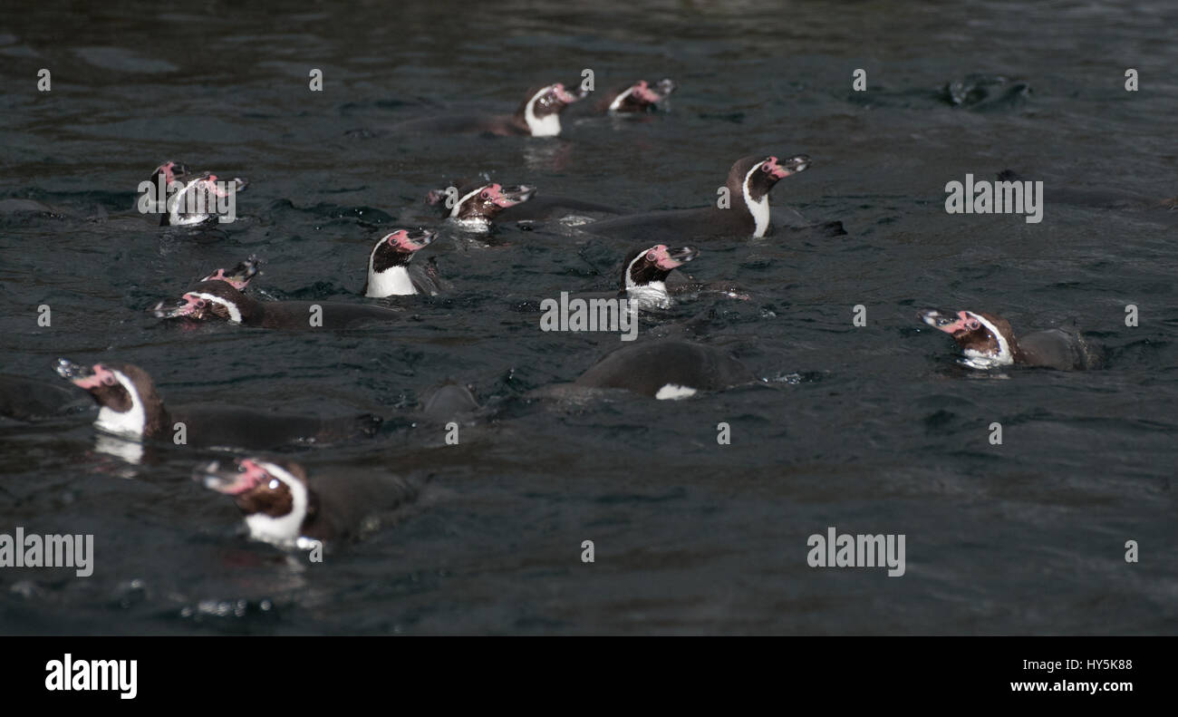 A group of Humboldts Penguin, swimming Stock Photo