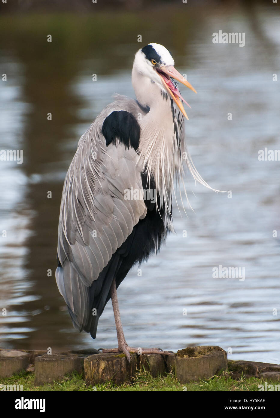 A Heron standing by a lake Stock Photo - Alamy