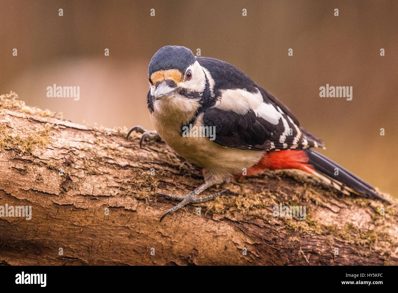 A Great Spotted Woodpecker perched on a tree Stock Photo