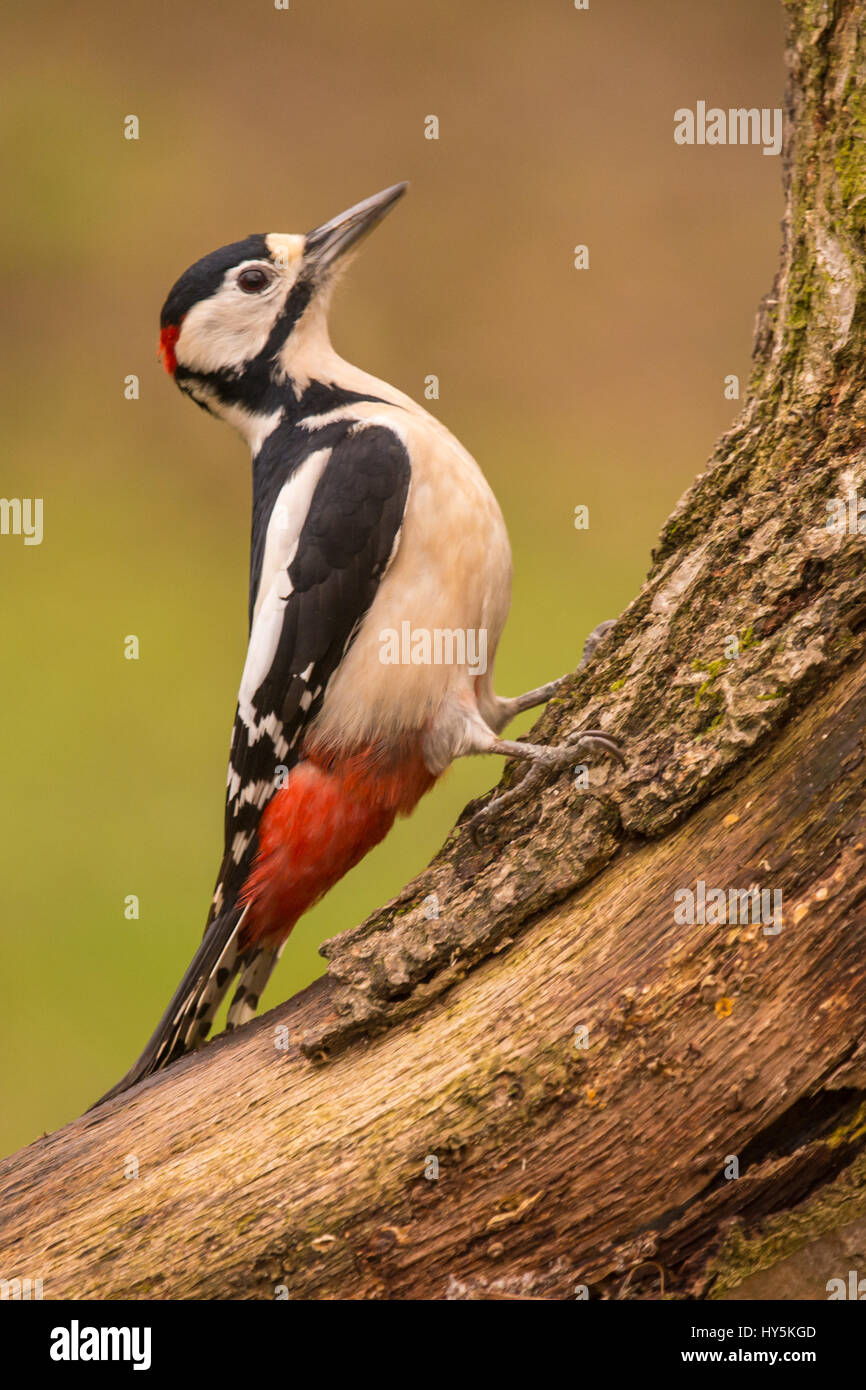 A Great Spotted Woodpecker perched on a tree Stock Photo