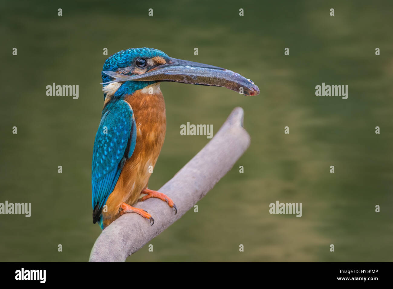 Kingfisher with a fish, perched on a branch on the river Stock Photo