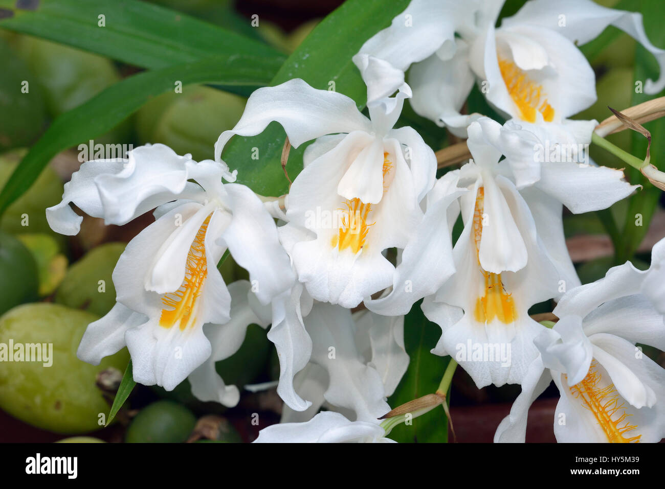 Crested Coelogyne Orchid - Coelogyne cristata Epiphyte from the Himalayas Stock Photo