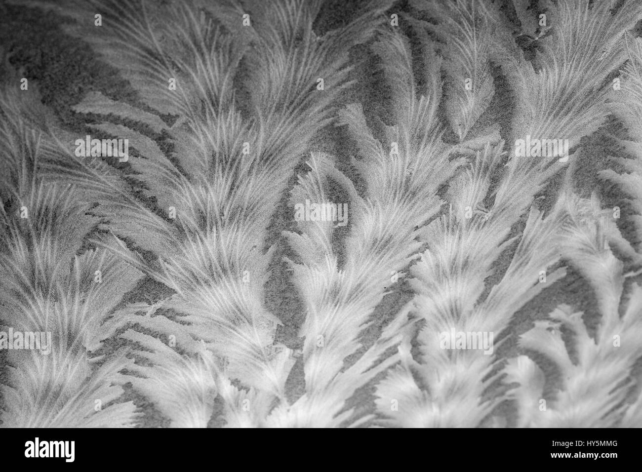 Frost tracery patterns on glass pane, Germany Stock Photo