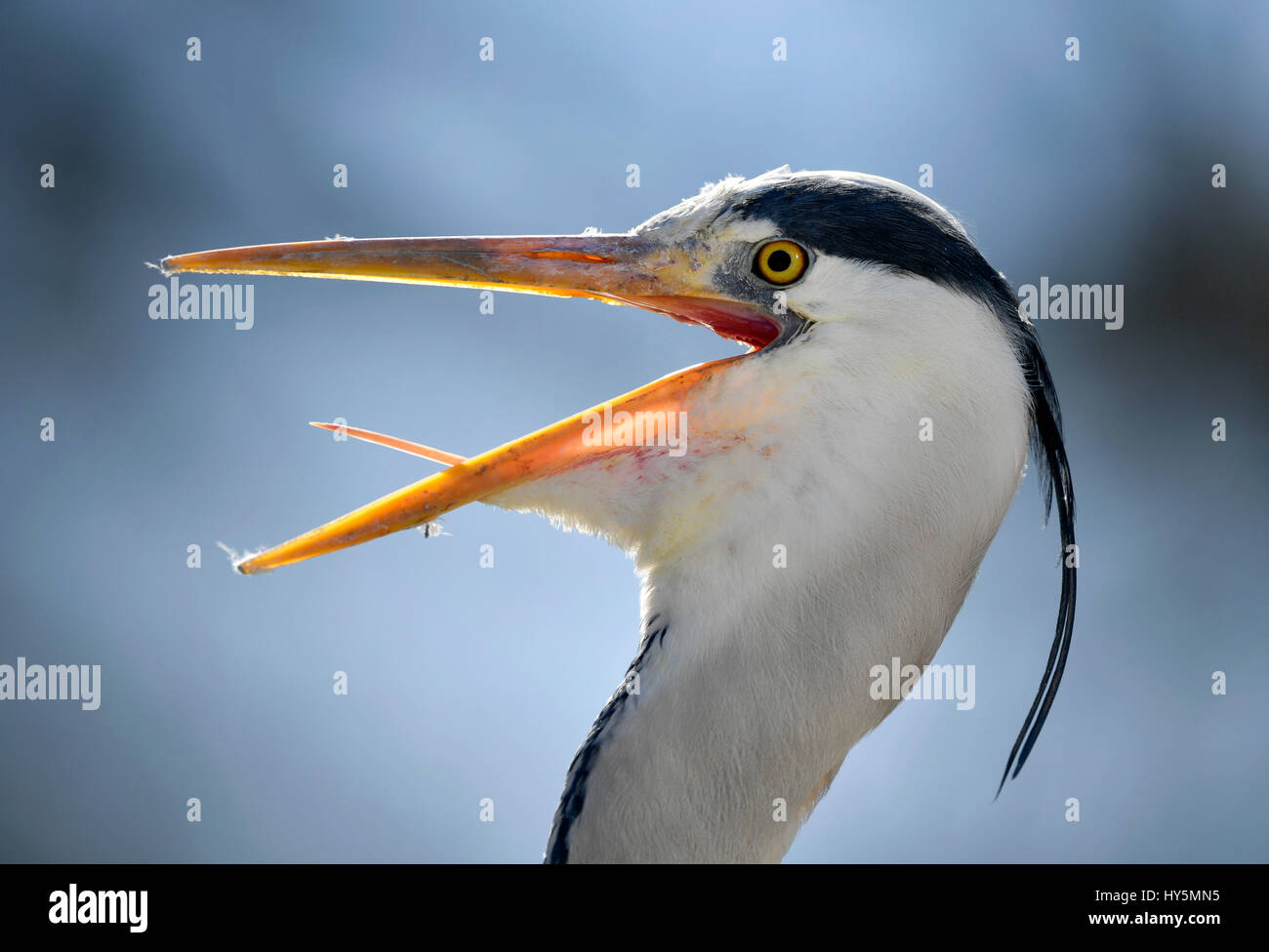 Gray heron (Ardea cinerea), tongue in the open beak, calling, portrait, Baden-Württemberg, Germany Stock Photo