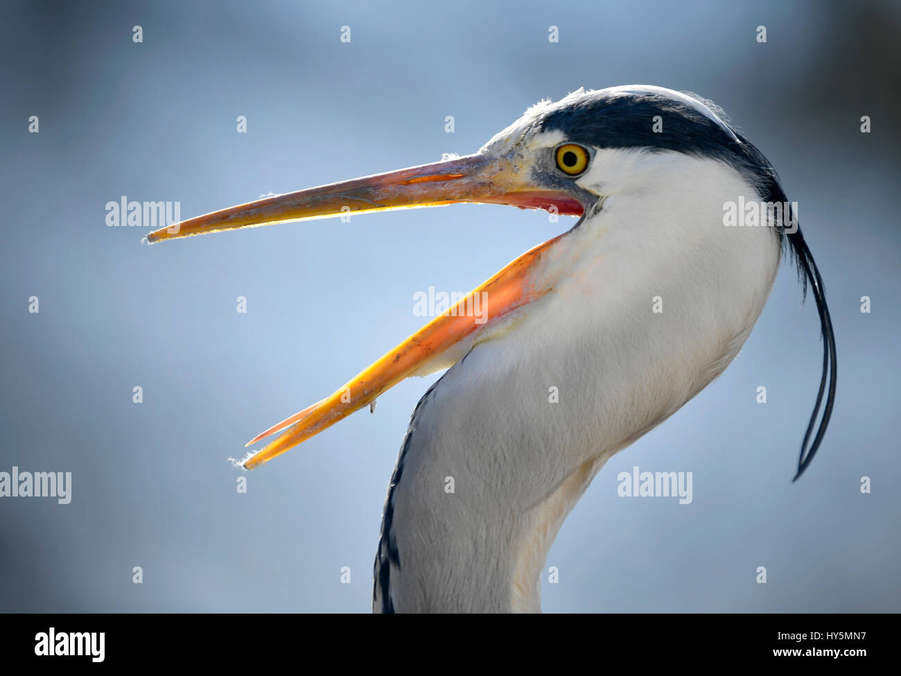 Gray heron (Ardea cinerea), Tierportrait, open beak, calling, Baden-Württemberg, Germany Stock Photo