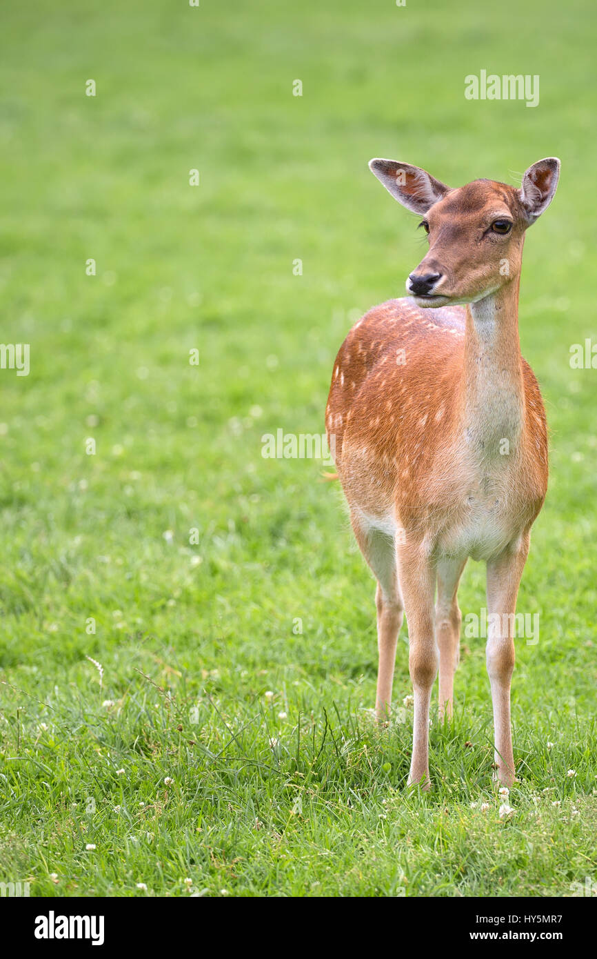 Fallow deer in a clearing Stock Photo