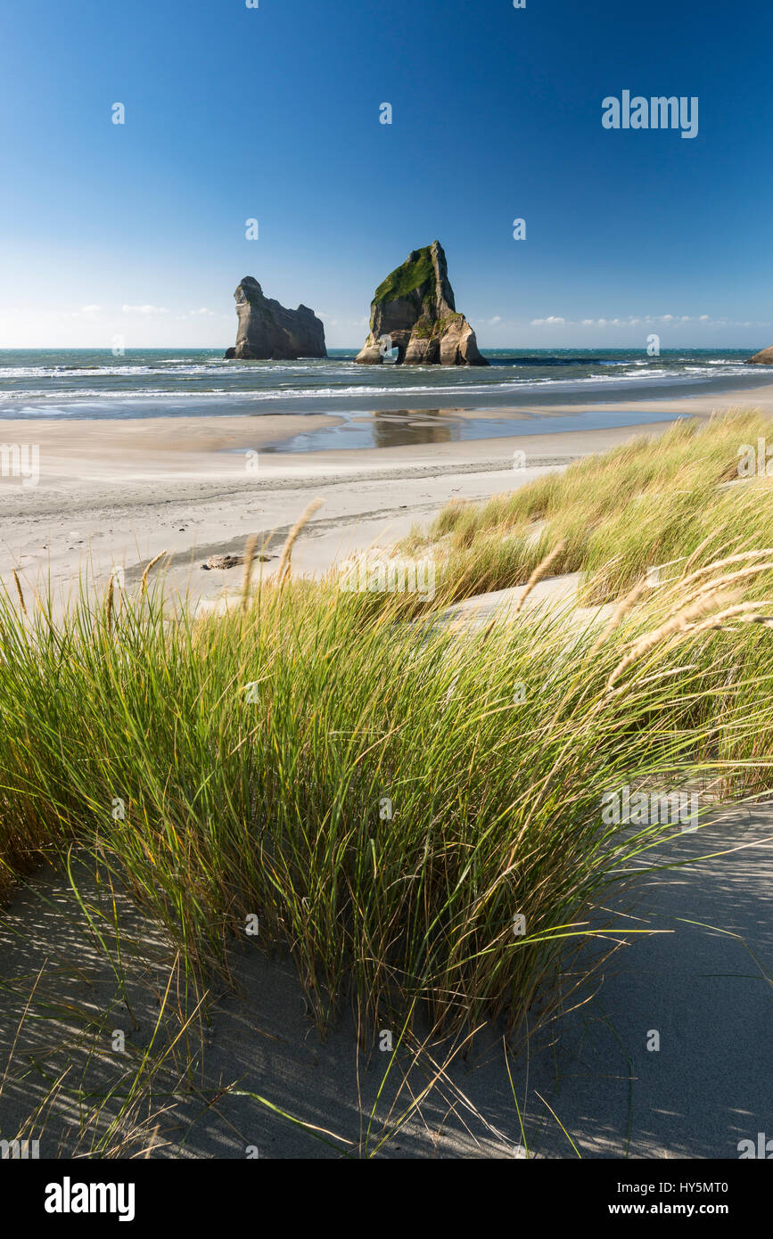 Grassy dune rock island Wharariki Beach, Wharariki Beach, Golden Bay ...