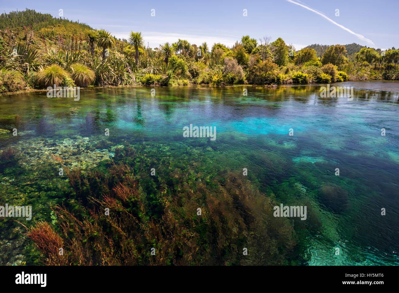 Clear water, central overflow Te Waikoropupu Springs, also Pupu Springs, Golden Bay, Tasman Region, Southland, New Zealand Stock Photo