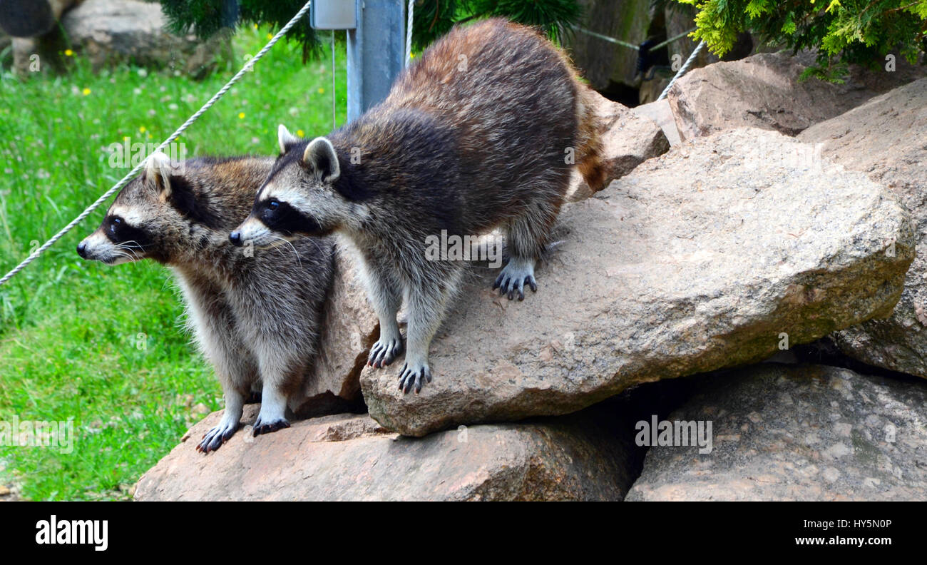 Two Raccoons looking curiously at visitors in german zoo Stock Photo ...