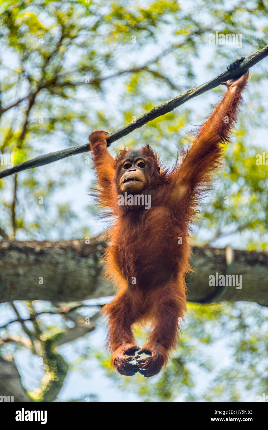 Borneo Orangutan (Pongo pygmaeus) hanging on a rope, climbing, captive ...