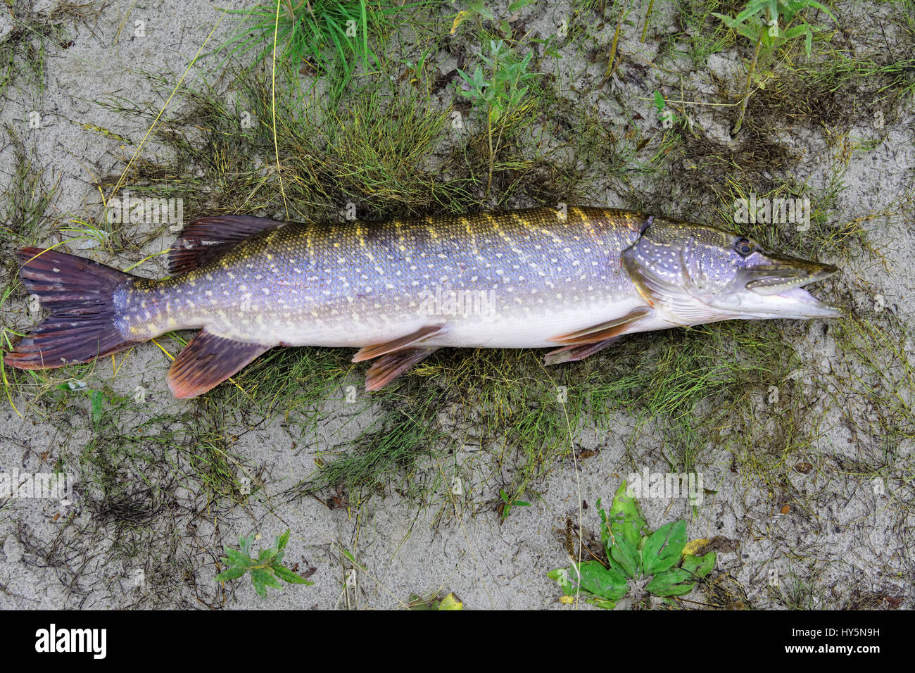 Freshly caught northern pike lying on the sand Stock Photo