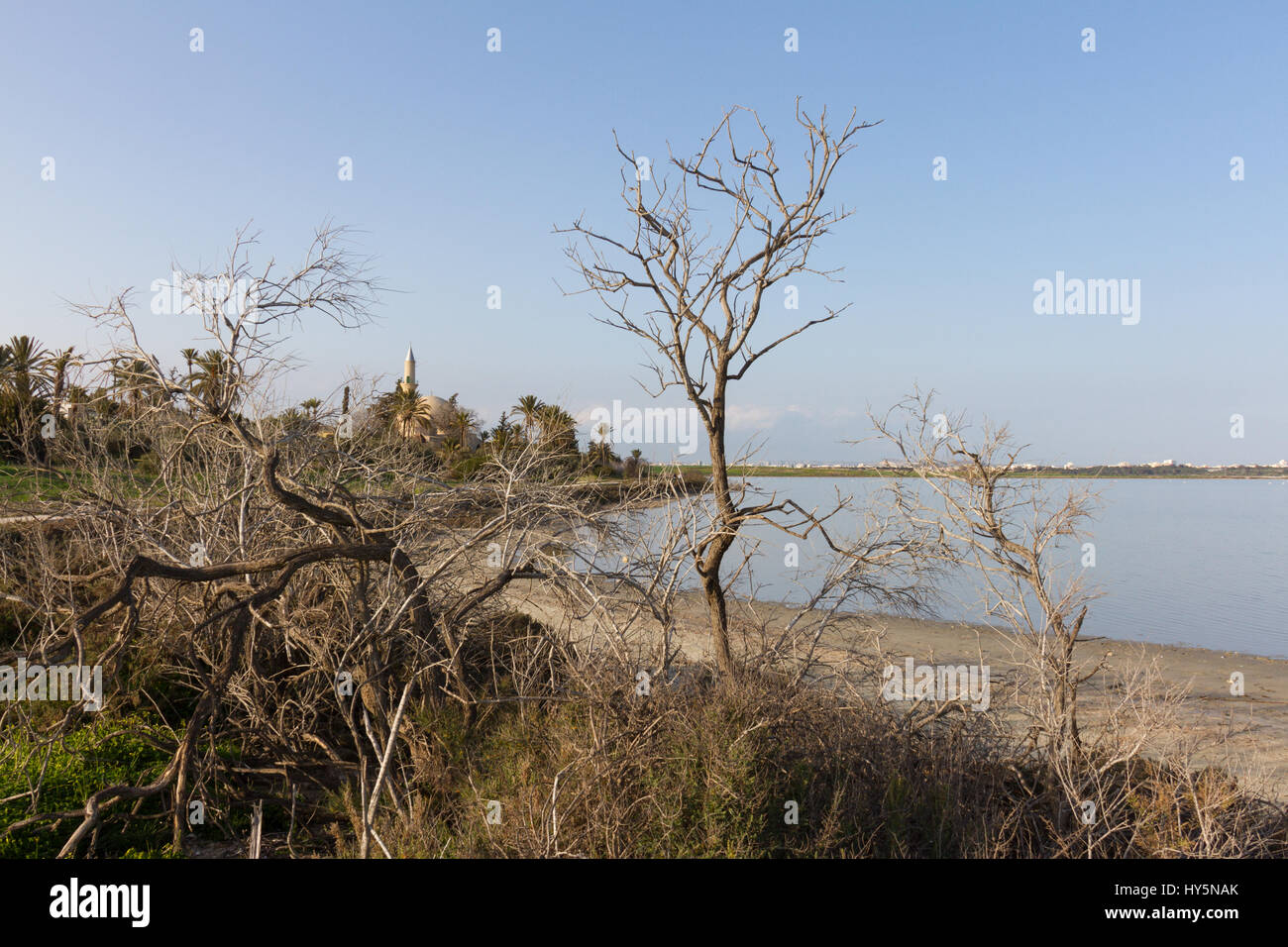 Hala Tree Stock Photos & Hala Tree Stock Images - Alamy