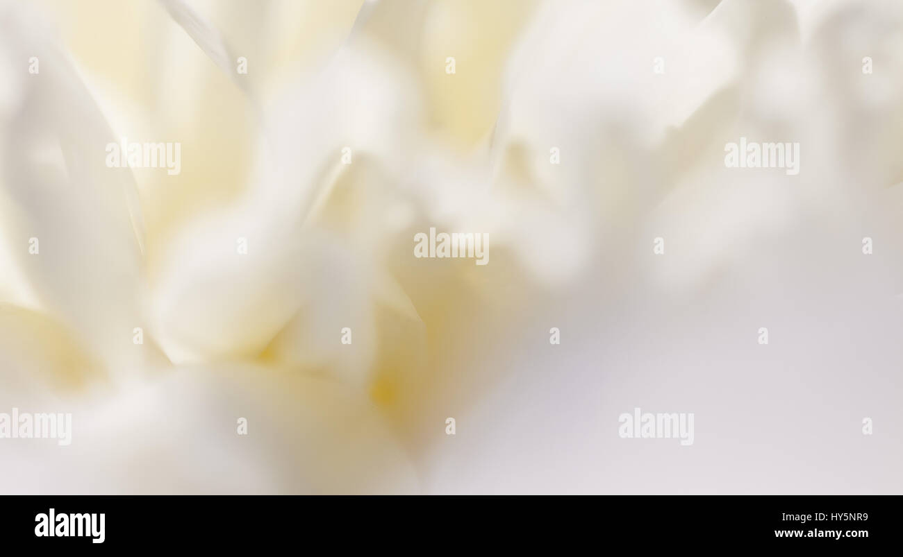 Close up of white flower petal, teal, soft dreamy image Stock Photo