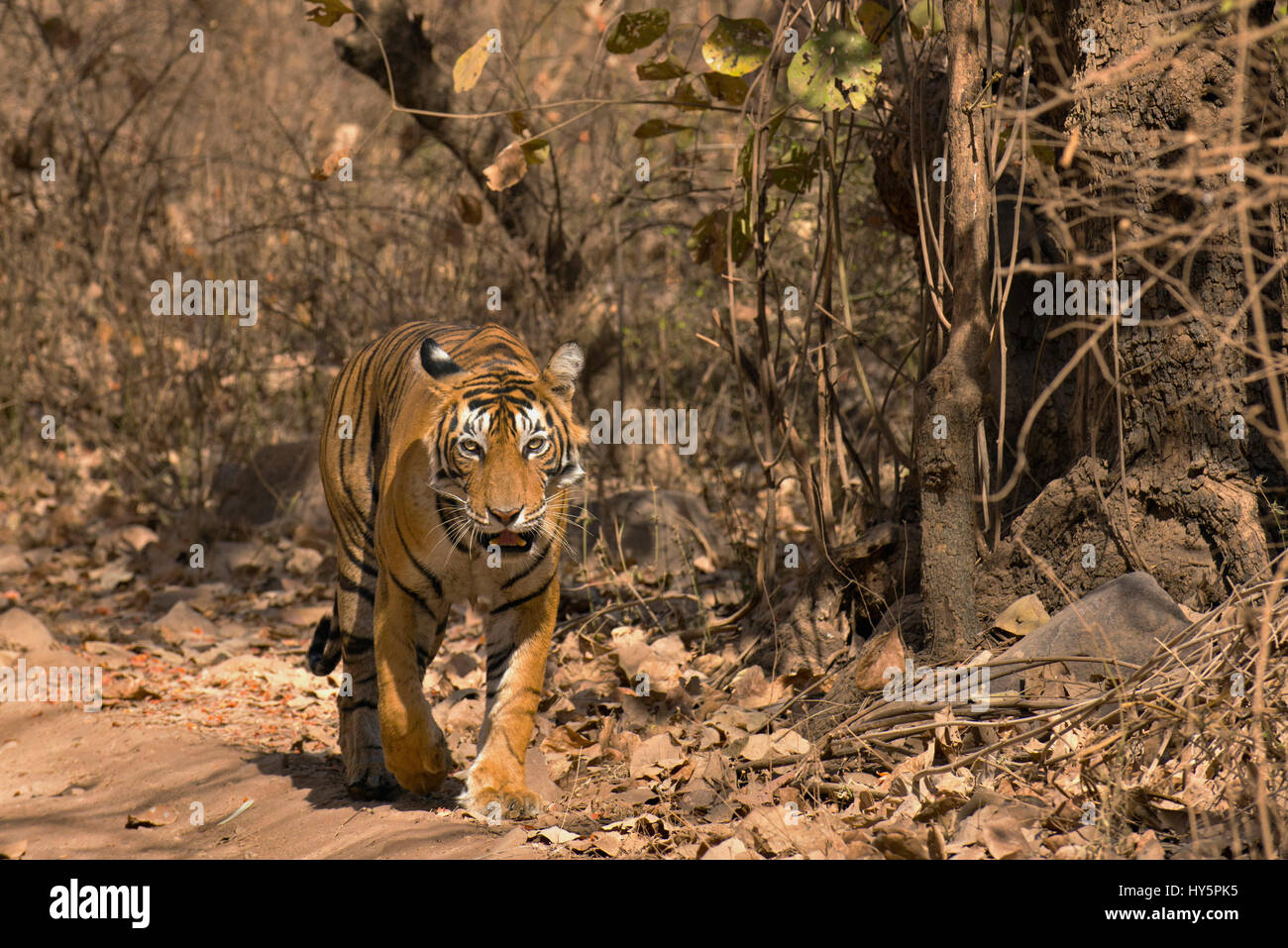 Lone Royal Bengal tiger walking in the dry deciduous forests of Ranthambore national park of India, in the hot summers Stock Photo