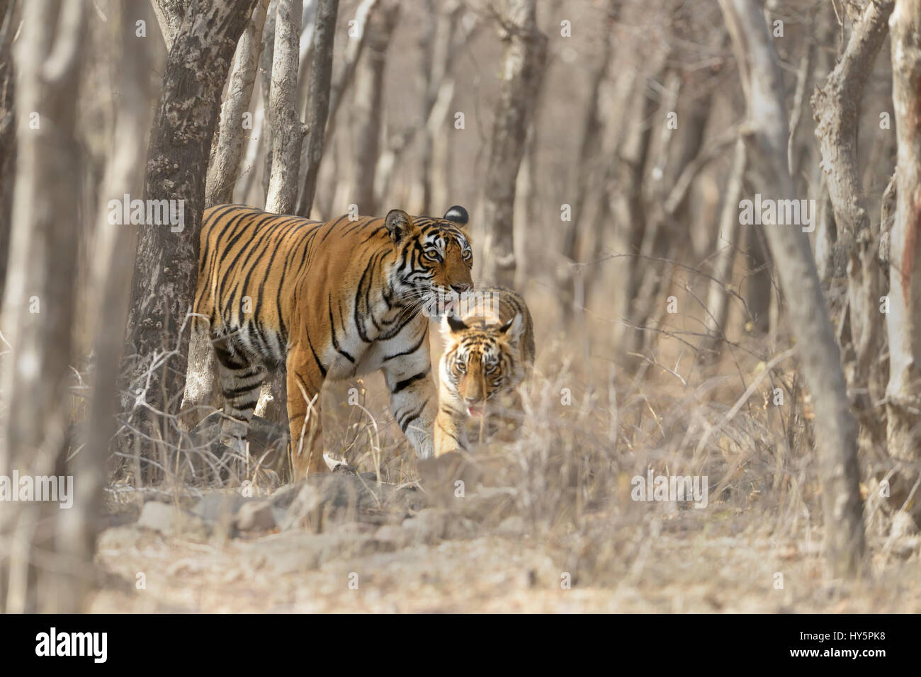 Royal Bengal tigers, mother and one small cub, walking between trees, in the dry deciduous forests of Ranthambore national park of India, in the hot s Stock Photo