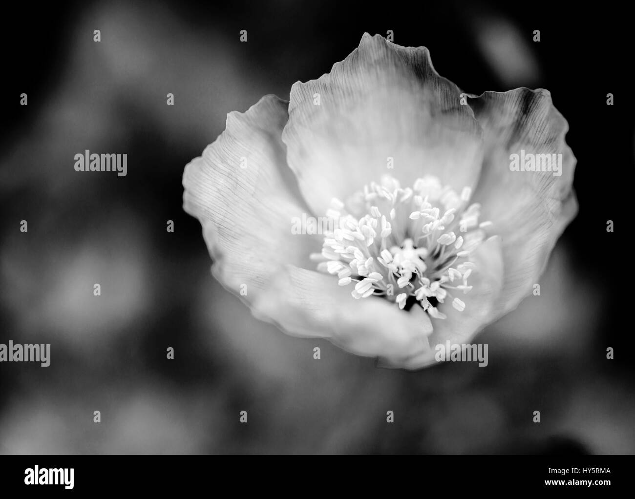 Poppy stem Black and White Stock Photos & Images - Alamy