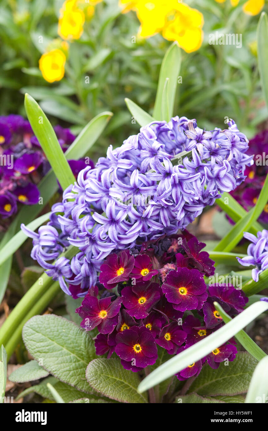 Hyacinths and primroses Stock Photo