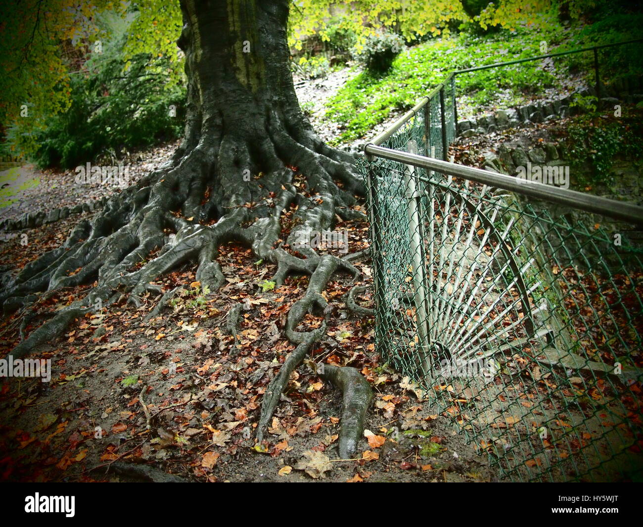 Twisting tree roots hi-res stock photography and images - Alamy