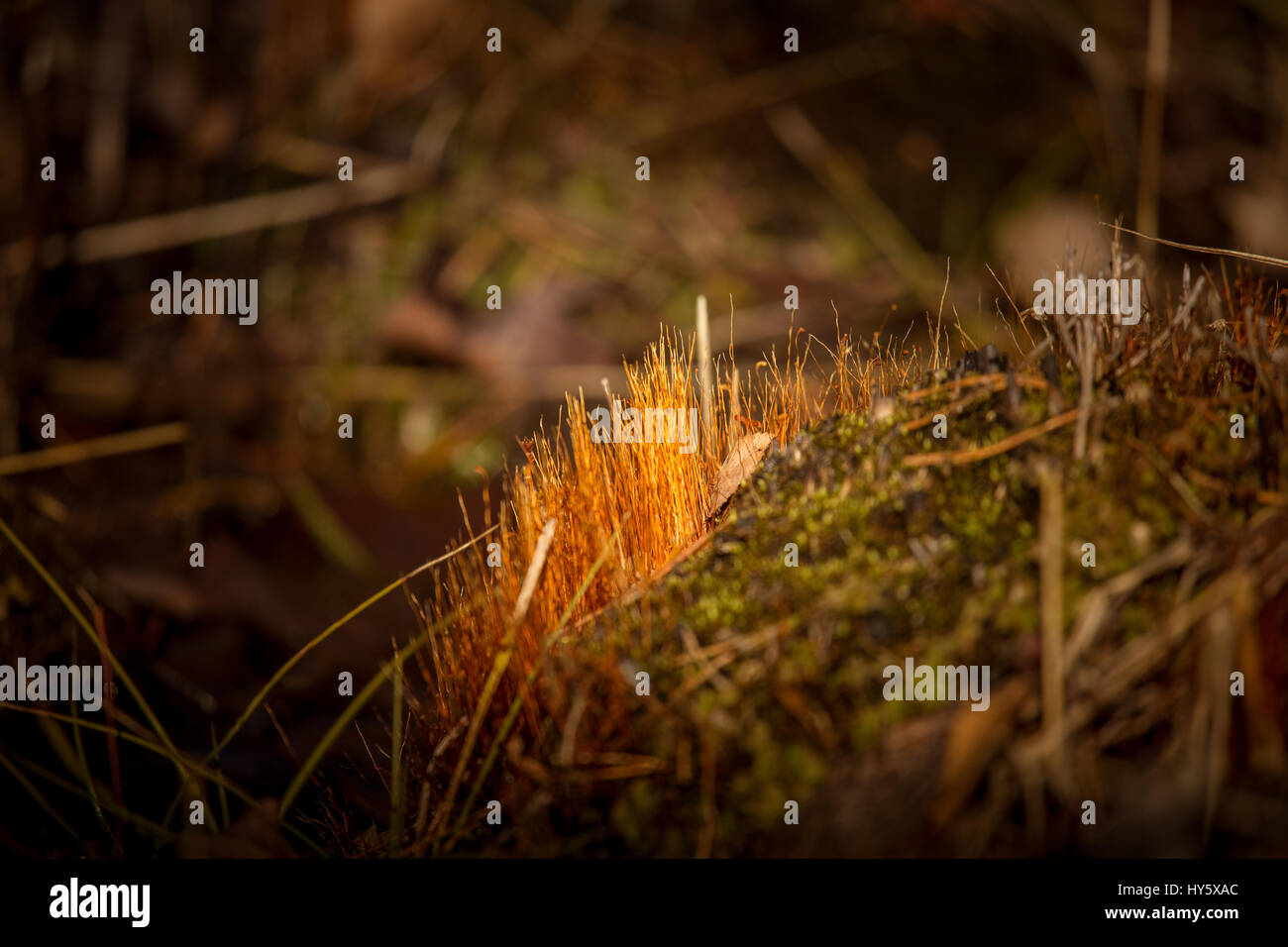 A beautiful closeup of a moss in early spring Stock Photo