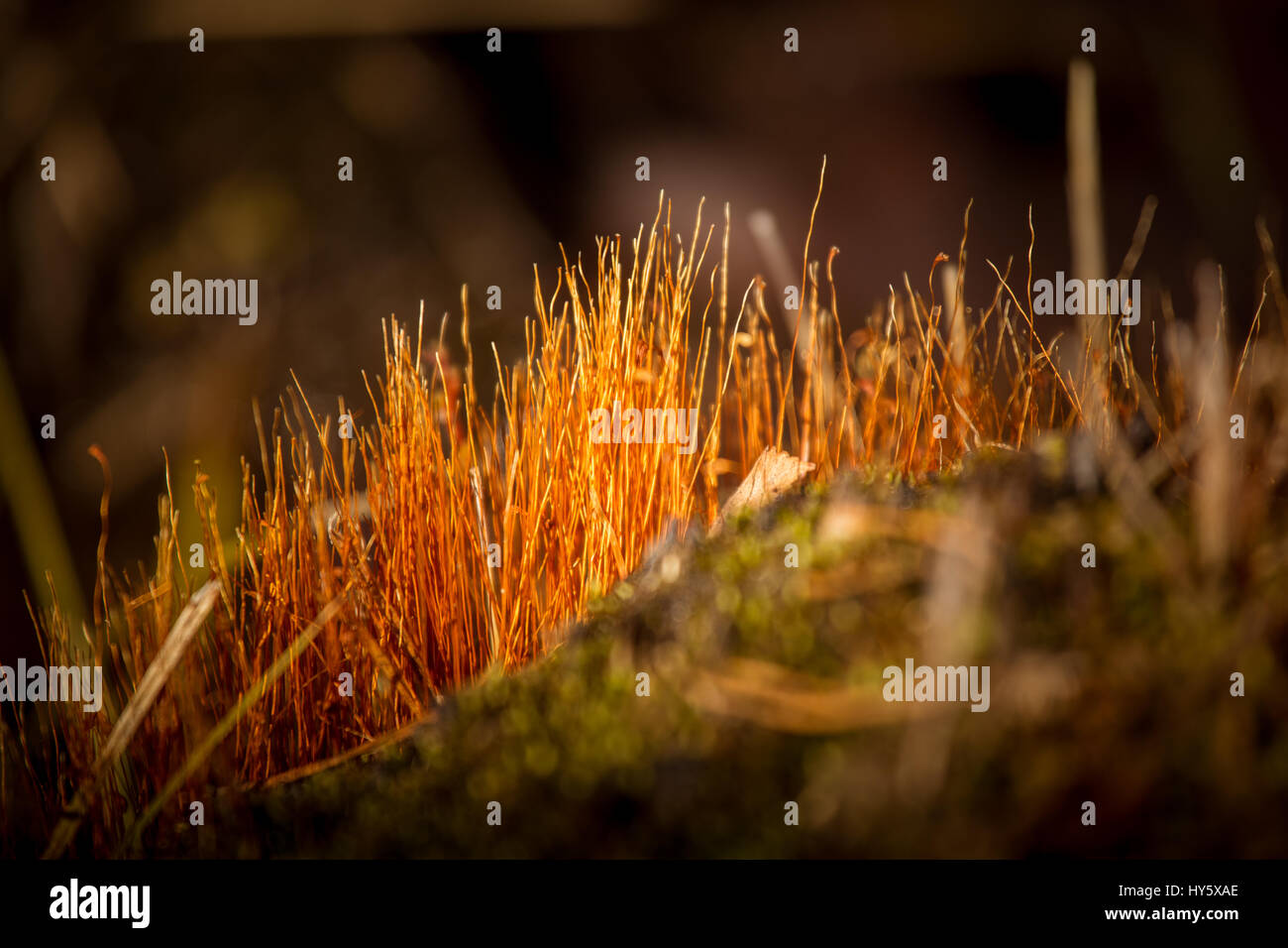 A beautiful closeup of a moss in early spring Stock Photo