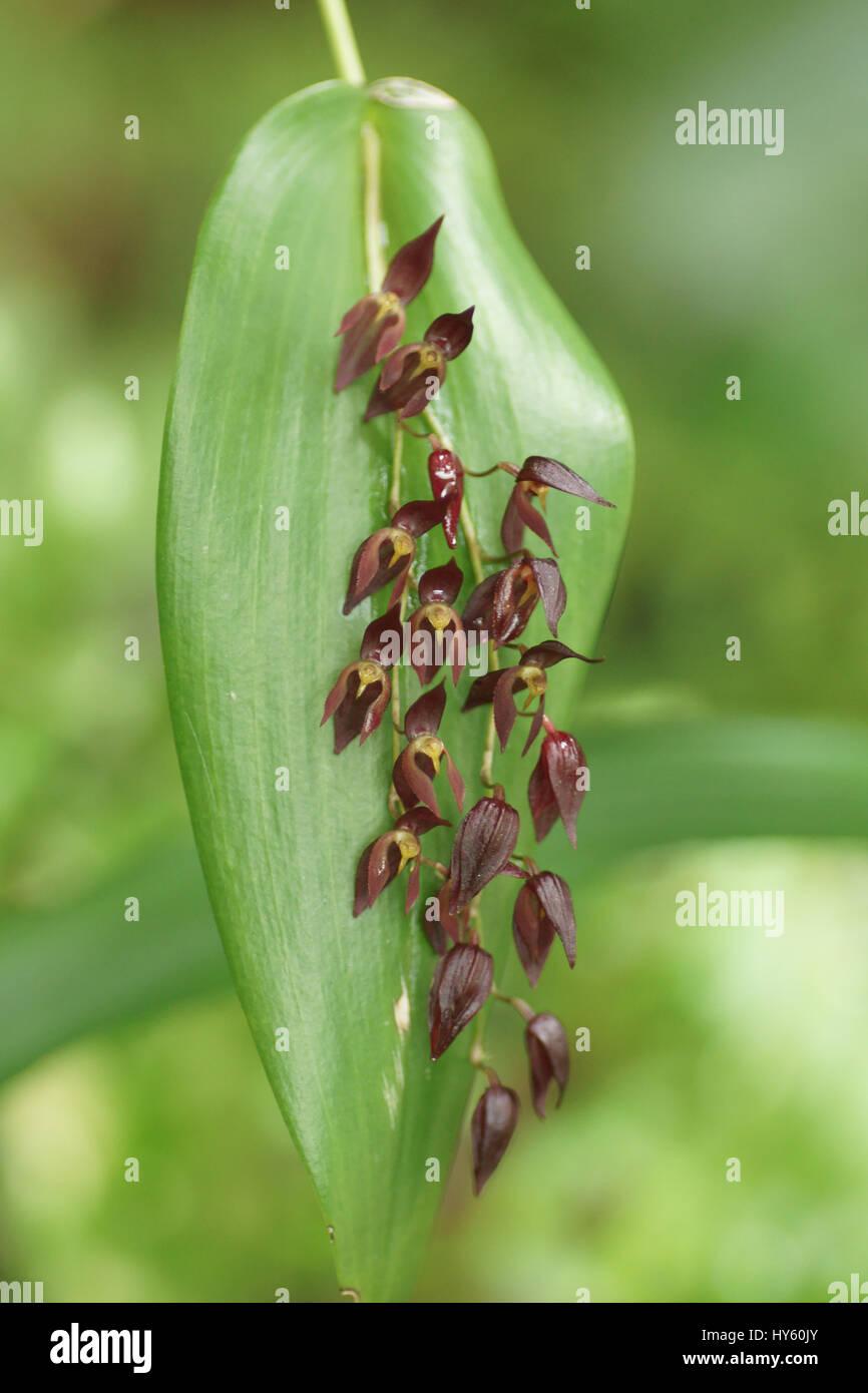 Pleurothallis rowleei Stock Photo