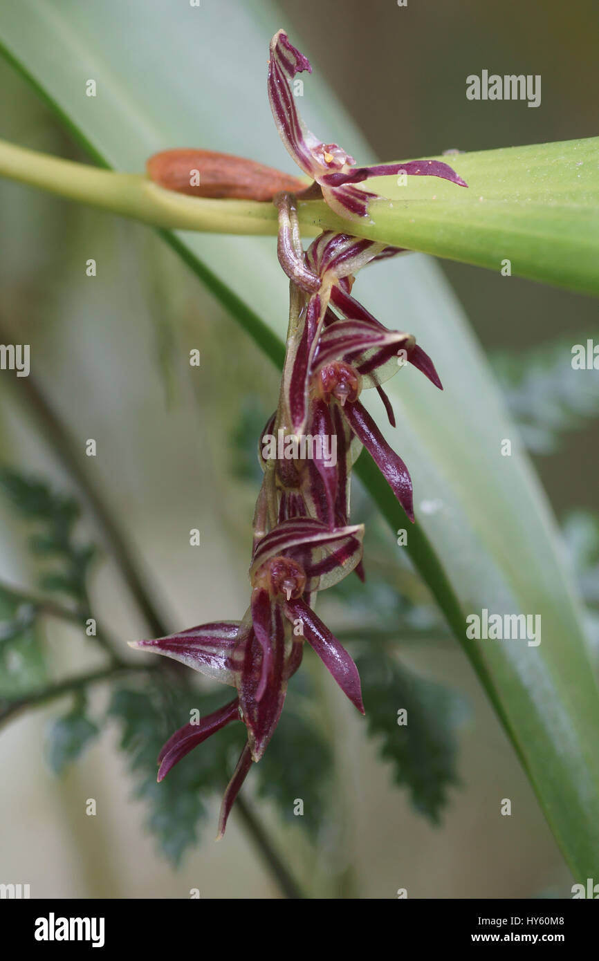 Pleurothallis secunda Stock Photo