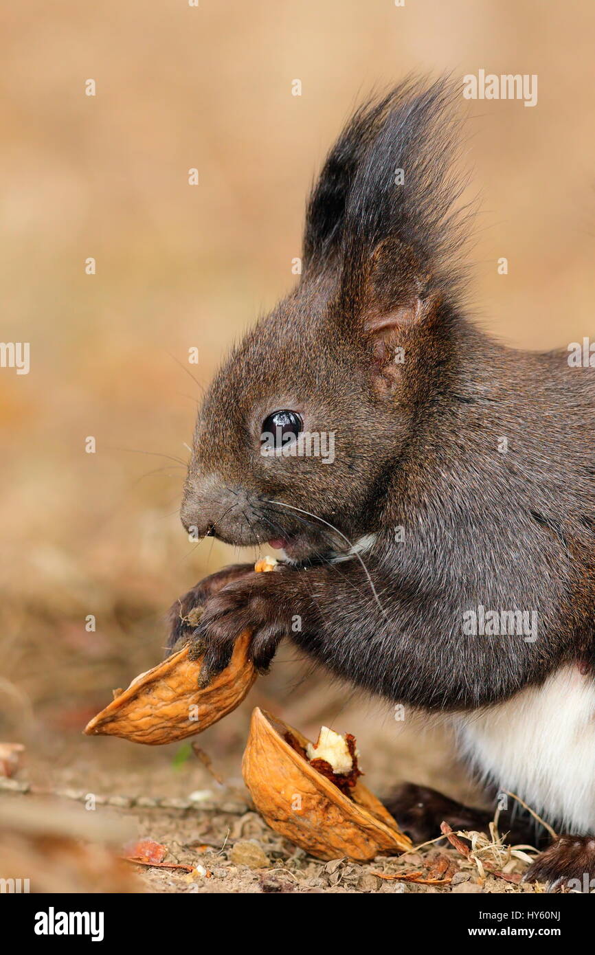 profile view of cute little red squirrel eating nut ( Sciurus vulgaris ) Stock Photo