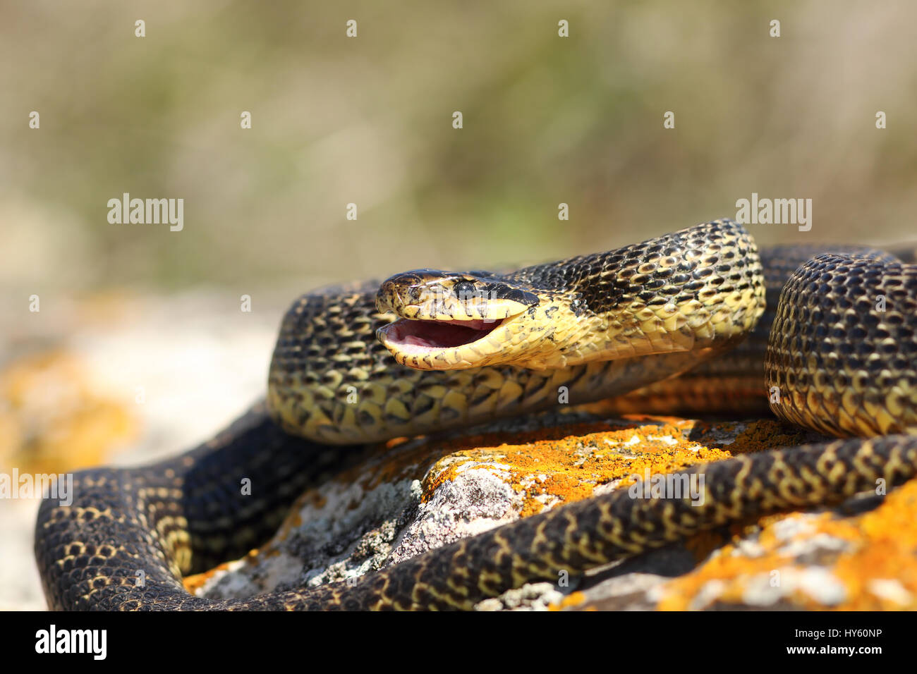 Elaphe sauromates ready to strike, with open mouth ( blotched snake ) Stock Photo