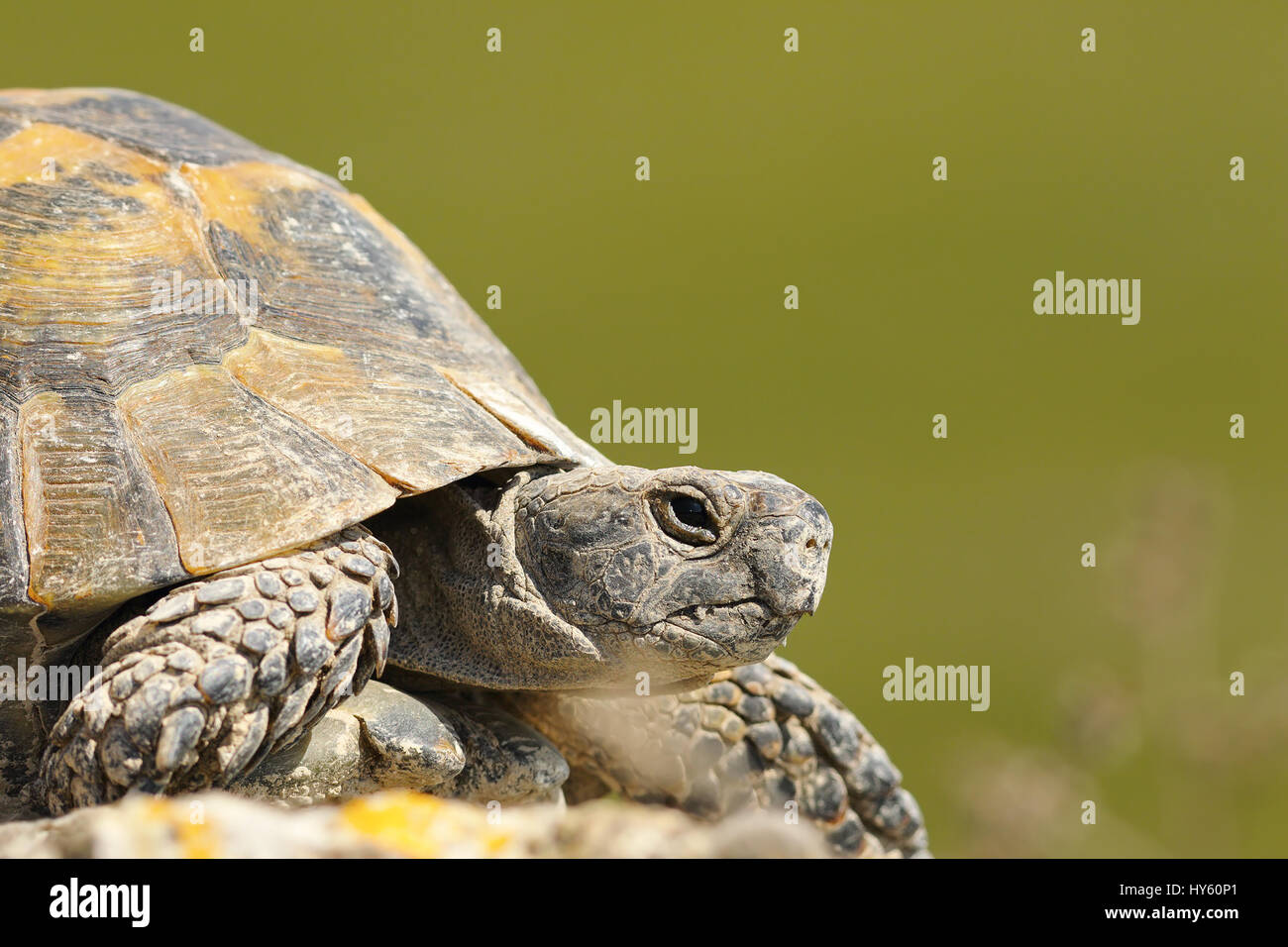 greek turtoise portrait or spur-thighed tortoise ( Testudo graeca ) over green out of focus background; this animal from the wild was just hatched fro Stock Photo