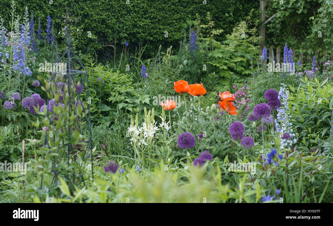 Poppy Cottage Garden Stock Photo 137200687 Alamy