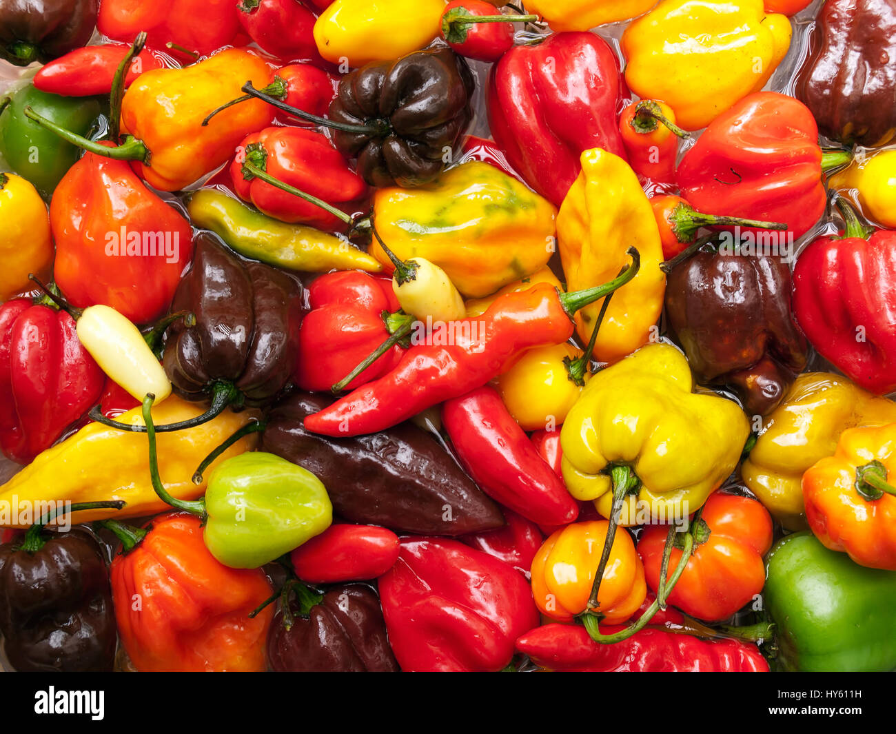 Closeup view of several species of hottest chili peppers. Stock Photo
