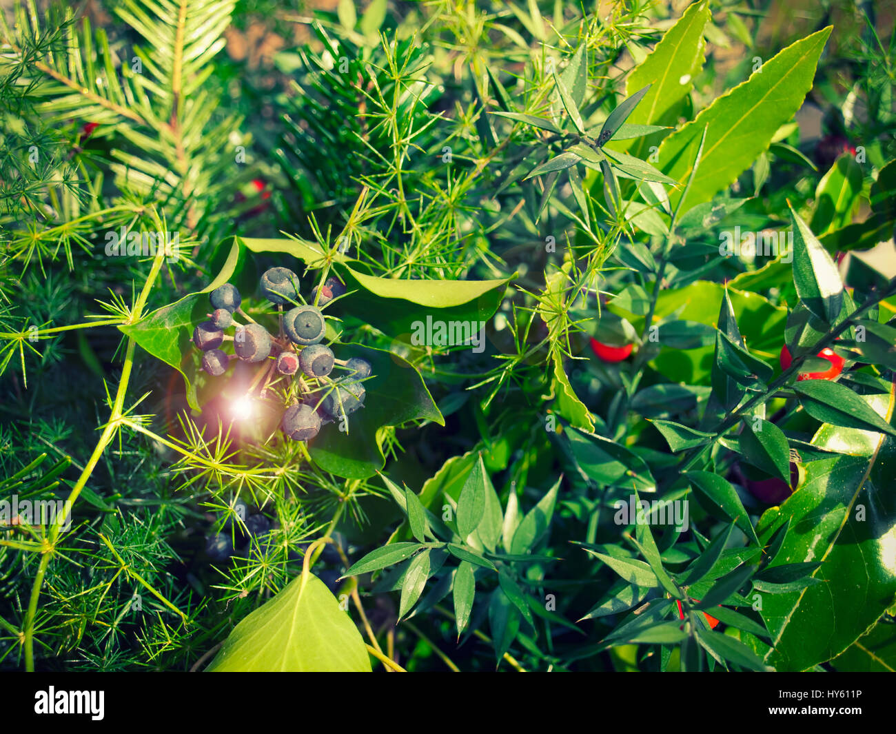 Lot of various plants with a water drop light reflection. Stock Photo