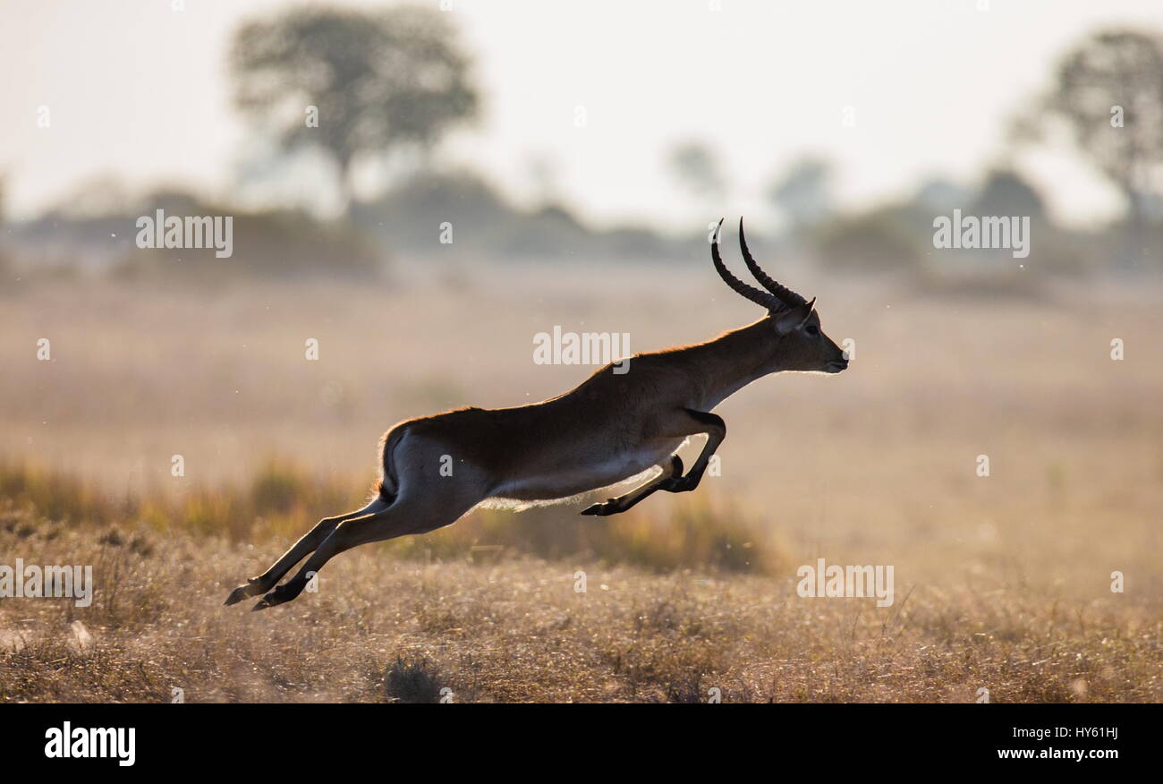 Antelope jumping. Very dynamic shot. Botswana. Okavango Delta. Stock Photo