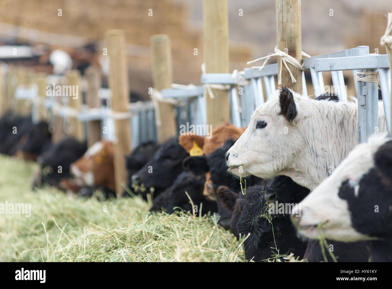 Hay Feeder Panel Stock Photos Hay Feeder Panel Stock Images Alamy