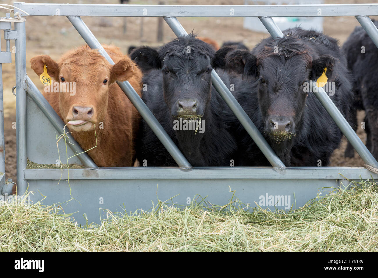 Hay Feeder Panel Stock Photos Hay Feeder Panel Stock Images Alamy