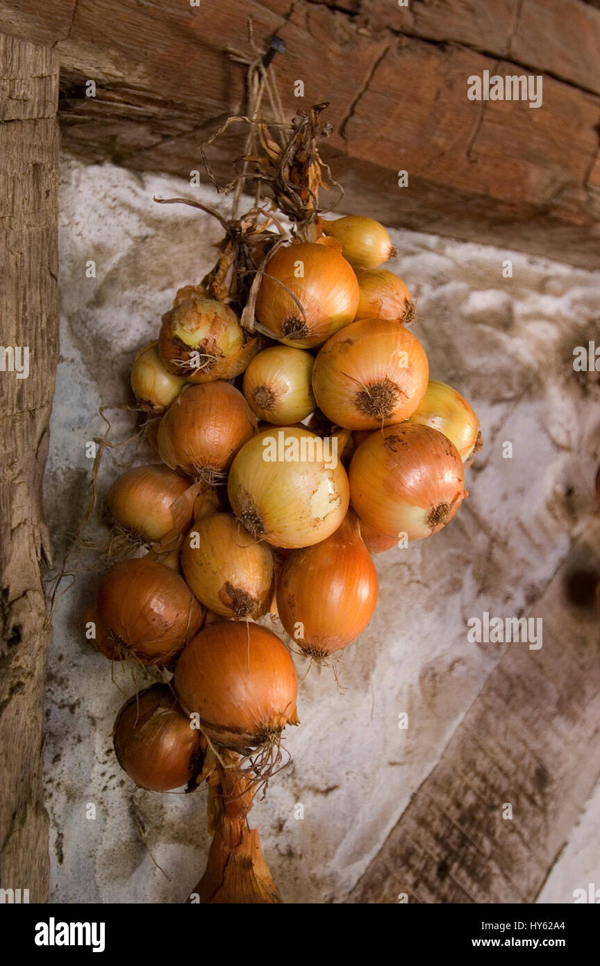 Onions hang on the wall of a Pilgrim home, Plimoth Plantation, Plymouth, Massachusetts. Now known as Plimoth Pataxet Stock Photo