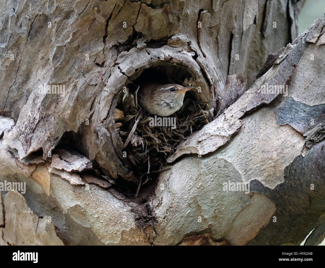 Eurasian Wren Troglodytes troglodytes building a nest in a hole in a tree at a tourist beauty spot southern Cyprus. Stock Photo