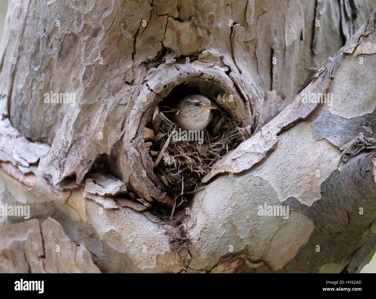 Eurasian Wren Troglodytes troglodytes building a nest in a hole in a tree at a tourist beauty spot southern Cyprus. Stock Photo