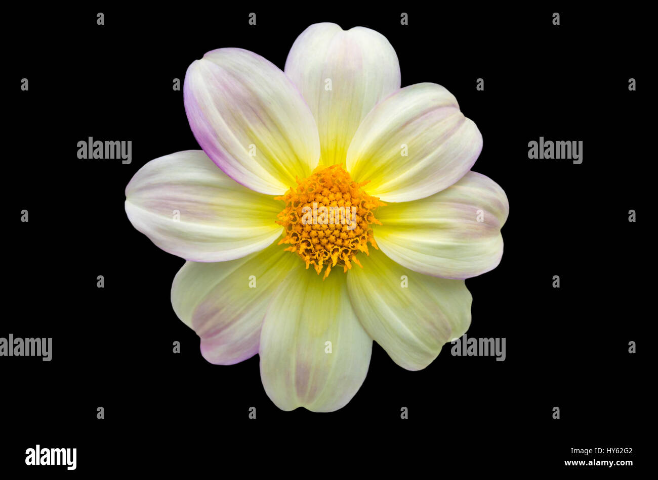 Dahlia Tenuicaulis flower isolated on black background Stock Photo
