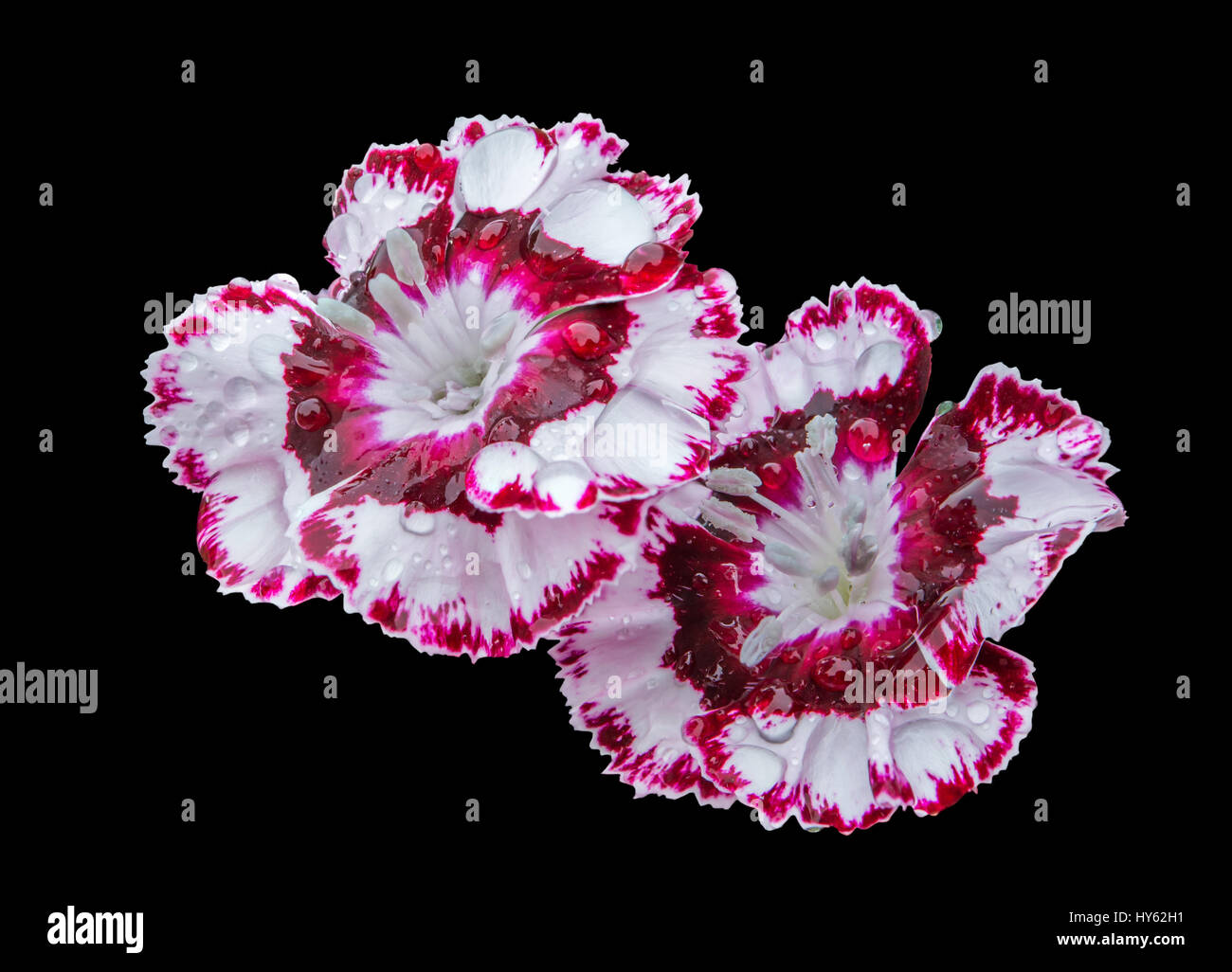 Dianthus flower isolated on black background Stock Photo