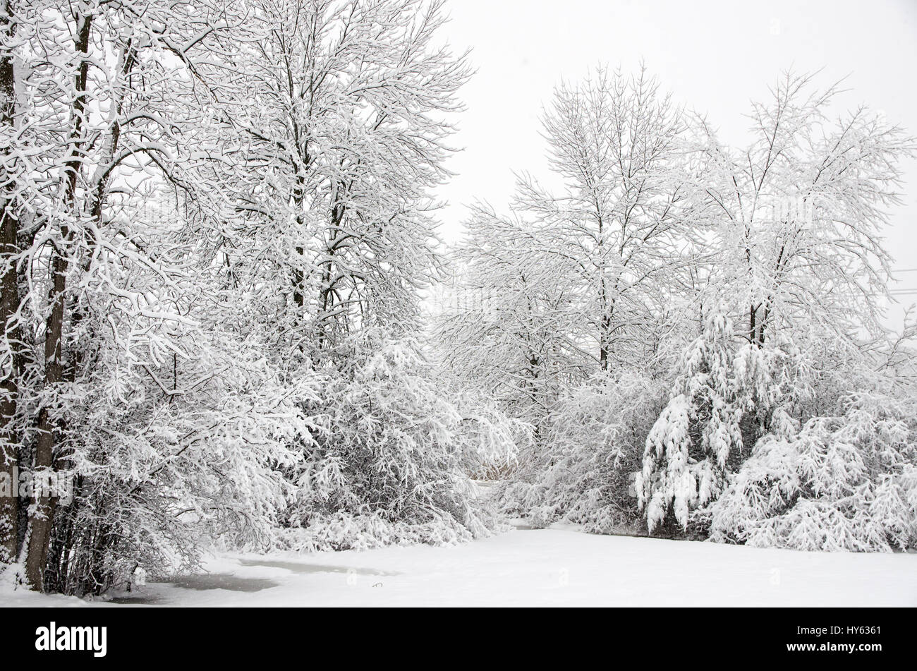 Lone Tree In The Snow In Upstate New York Background, Winter