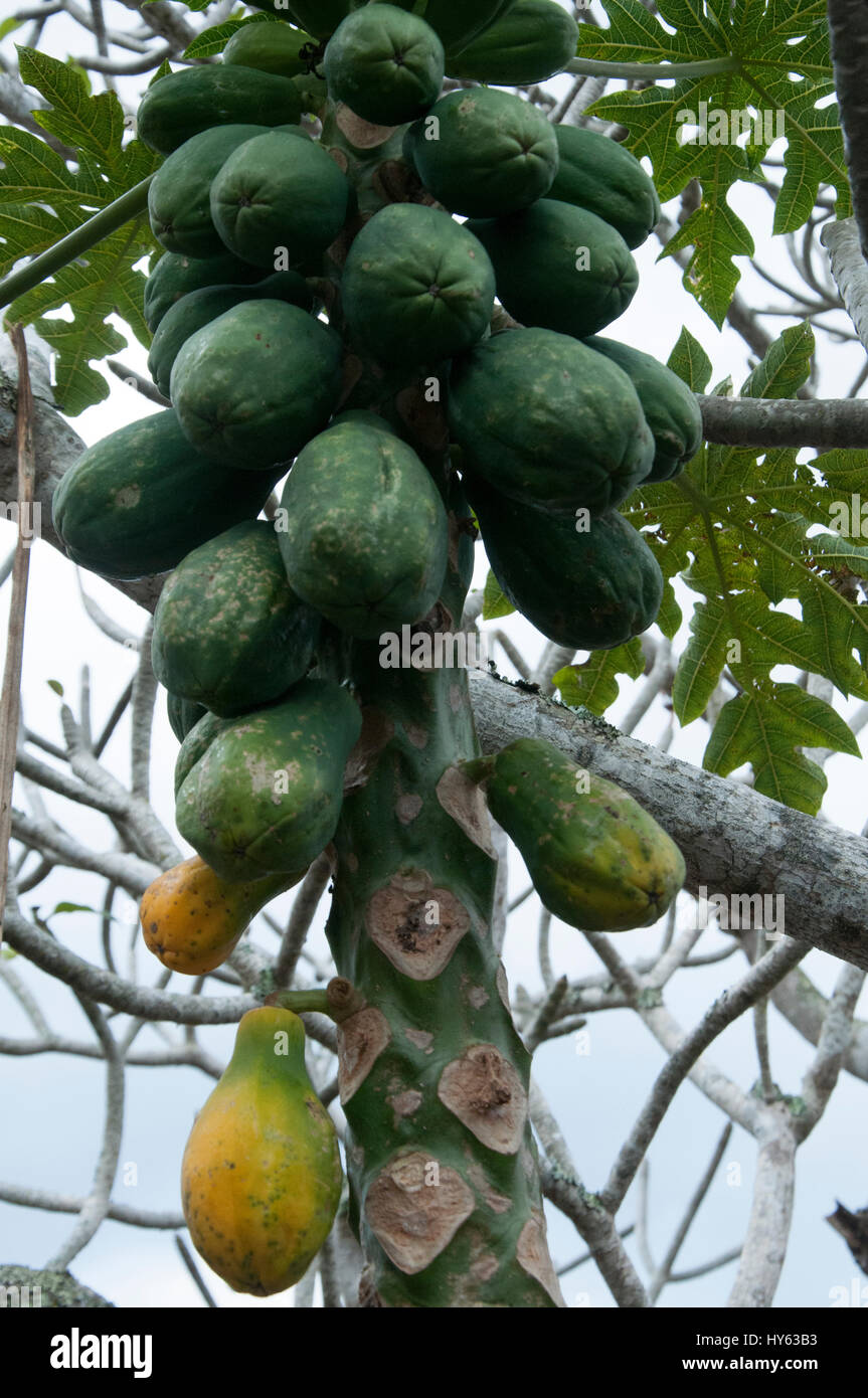 Papayas growing on a tree on a Tropical Botanical Garden at Onomea Bay