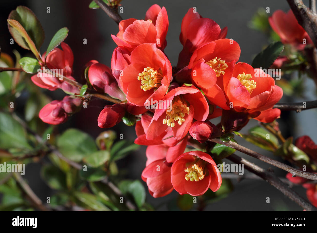Shrub ornamental - spring flowering Stock Photo