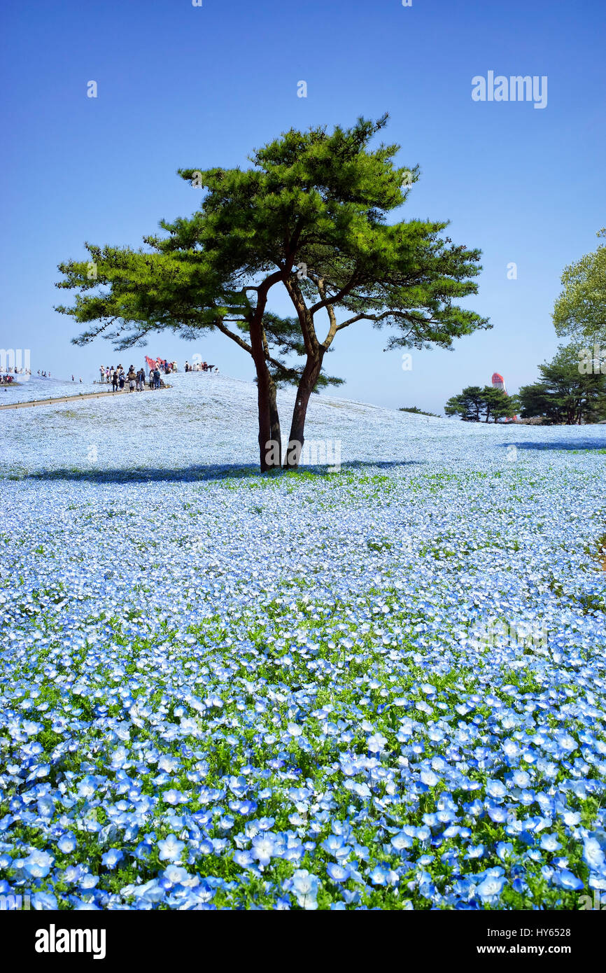 Japan, Honshu island, Ibaraki, Hitachinaka, Hitachi Seaside Park, nemophilas in flowers. Stock Photo