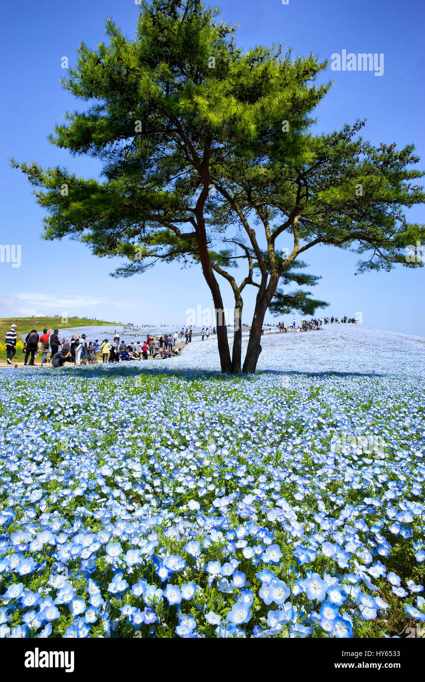 Japan Honshu Island Ibaraki Hitachinaka Hitachi Seaside Park japan-honshu-island-ibaraki-hitachinaka-hitachi-seaside-park
