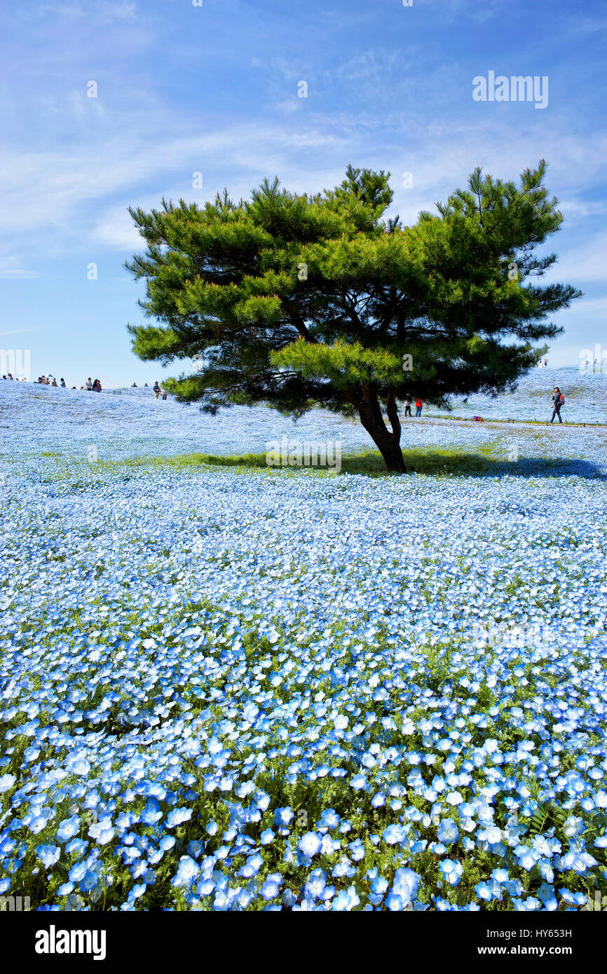 Japan Honshu Island Ibaraki Hitachinaka Hitachi Seaside Park Nemophilas In Flowers Stock Photo Alamy