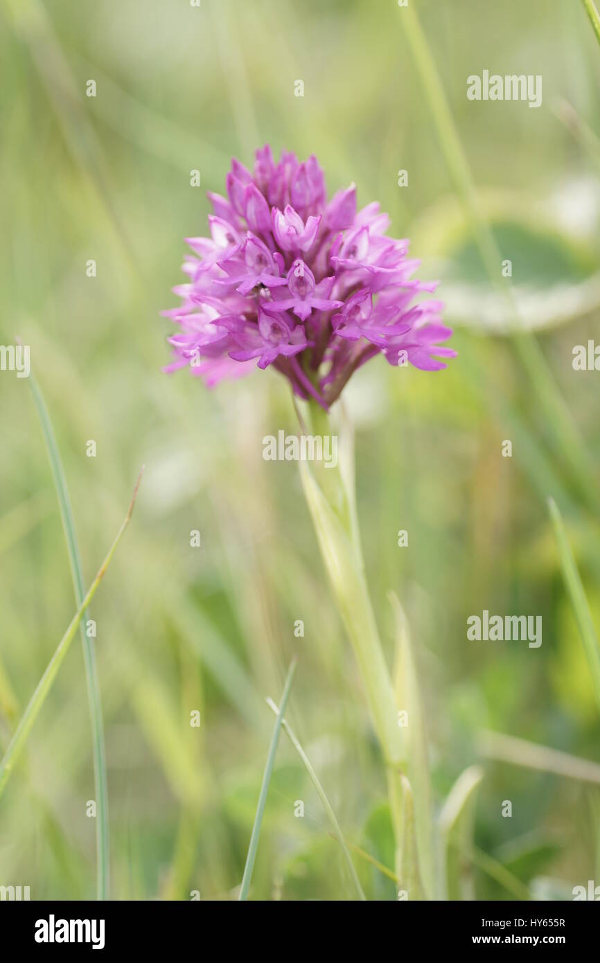 Anacamptis pyrimidalis (Pyramidal orchid) Stock Photo