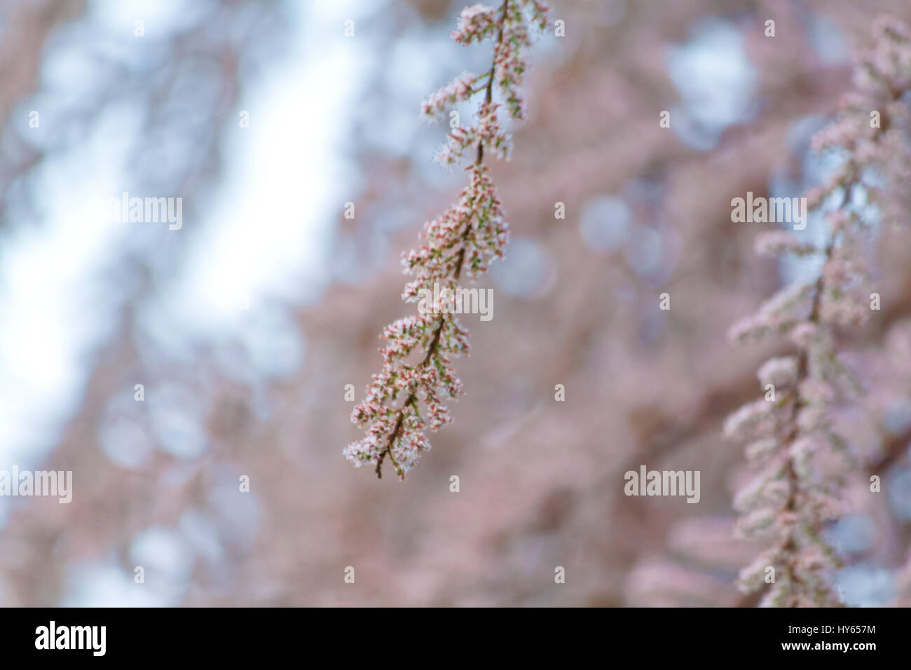 blurred texture of a Sakura bloomed branches Stock Photo