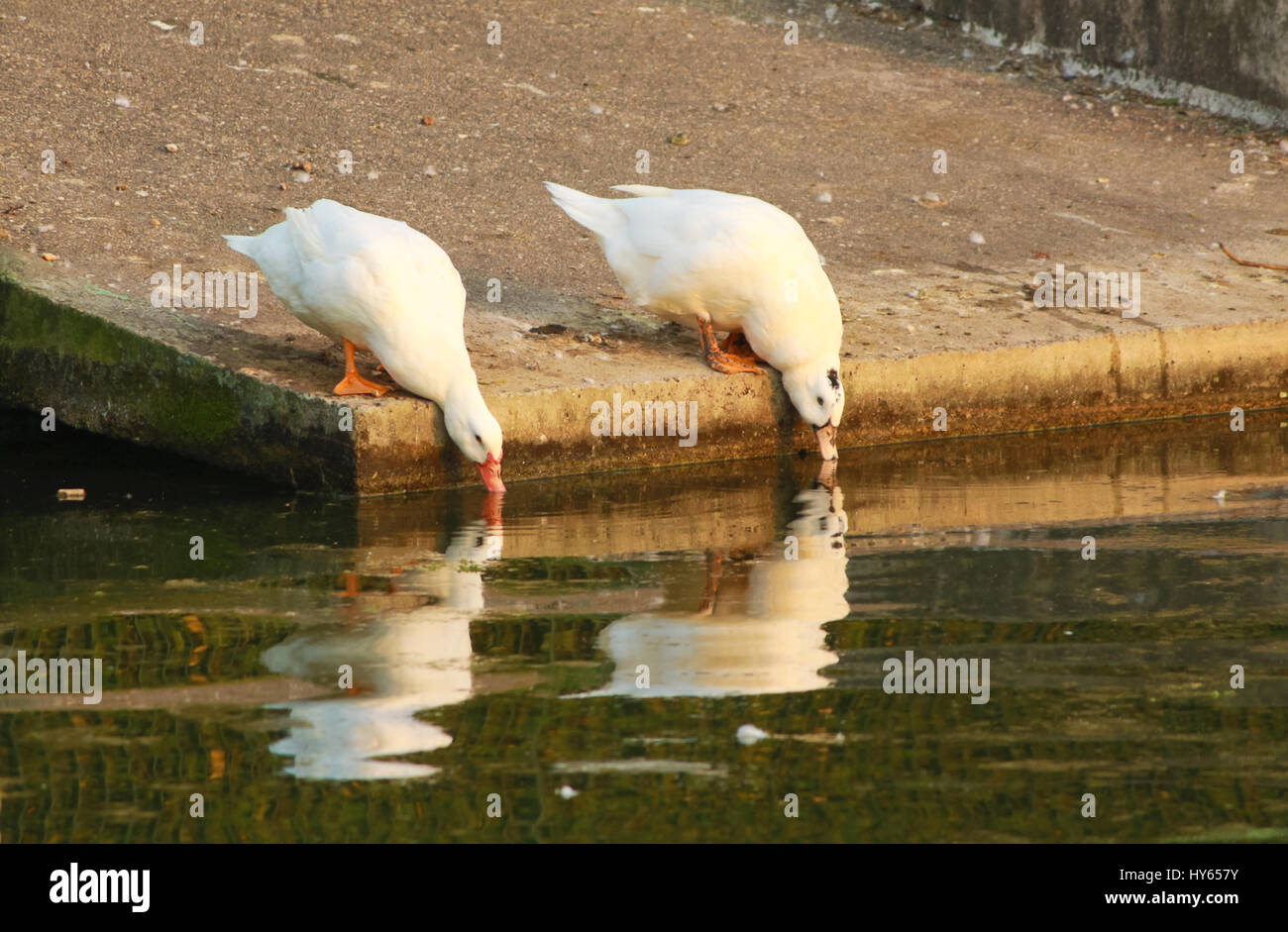 Duck drinking water pond Stock Photo Alamy